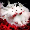 La chasse à l'ours Lapin